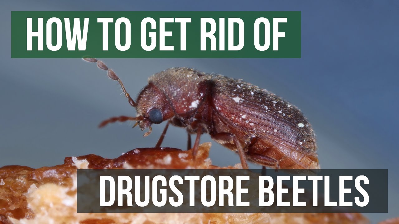 Vector Control Company: Data-Driven Strategies for Healthier and More Sustainable Communities